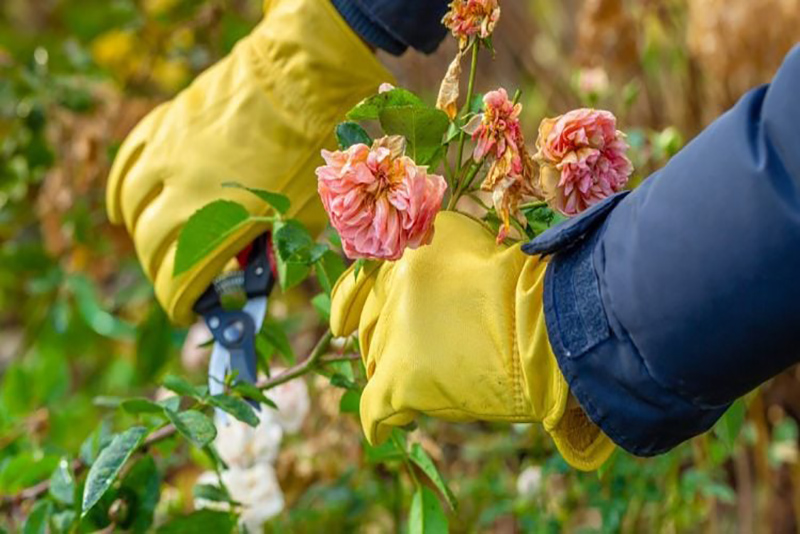 Le Paillage en Septembre Essentiel pour la Survie Hivernale de Vos Roses d'après les Jardiniers