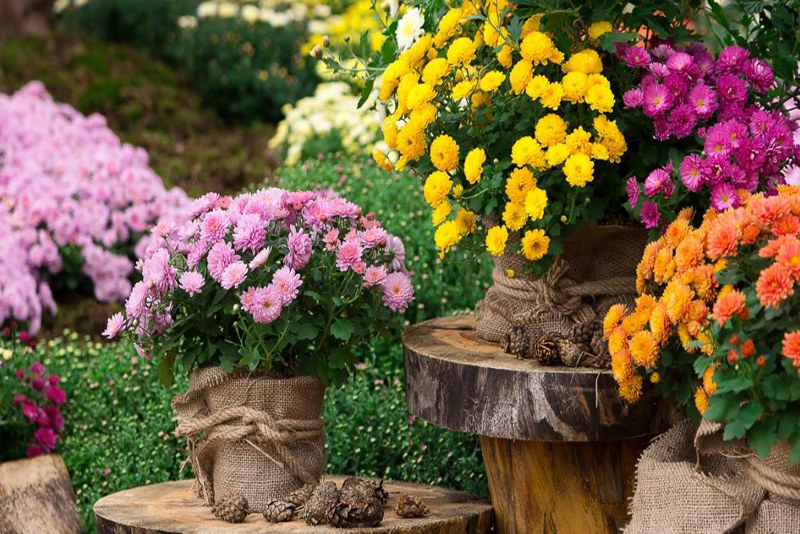 Les meilleures fleurs d'automne à planter dès maintenant pour un jardin éclatant jusqu'en hiver