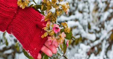Comment Préparer Vos Roses pour l'Hiver et Assurer une Floraison Exubérante au Printemps