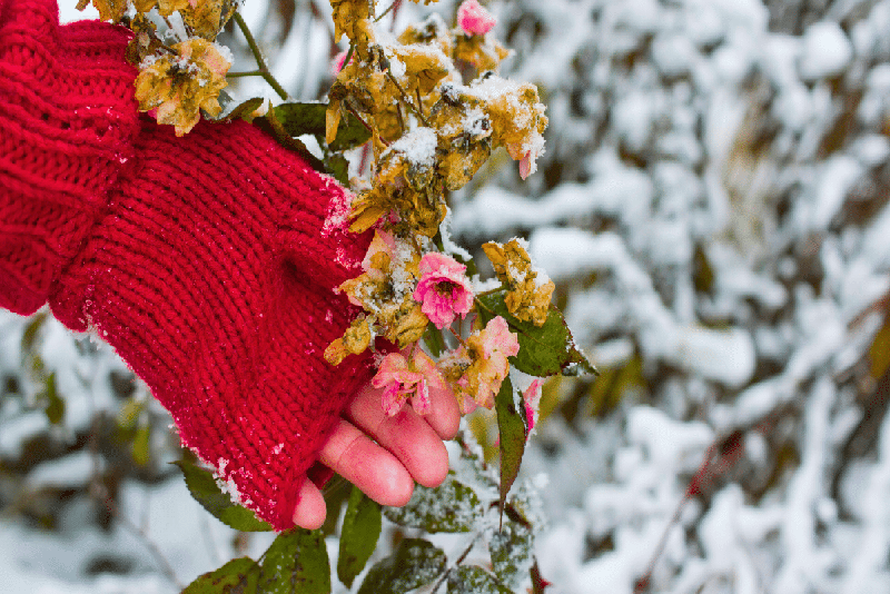 Comment Préparer Vos Roses pour l'Hiver et Assurer une Floraison Exubérante au Printemps
