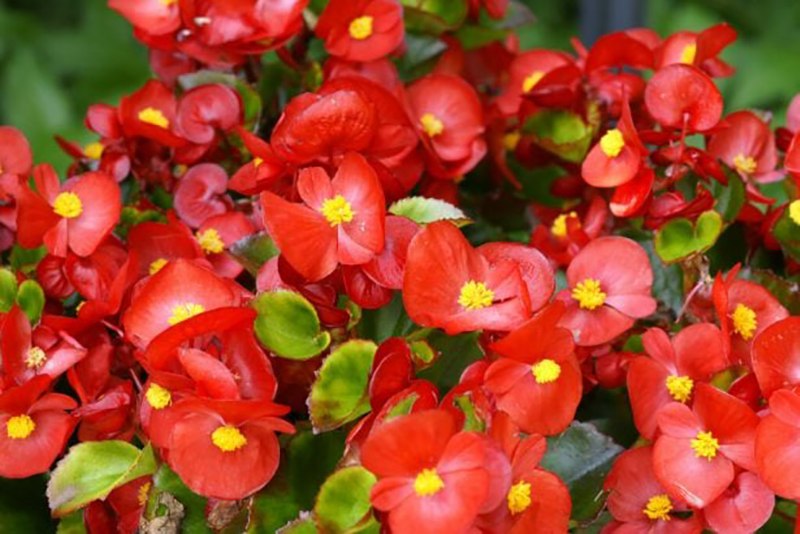 Jardiniers avertis comment protéger vos Bégonias avant les premiers gels